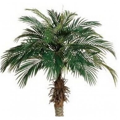 Palmių aliejus